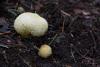 lycoperdon-02_t1.jpg