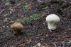 lycoperdon-03_t1.jpg