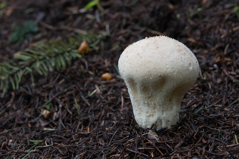 lycoperdon-04.jpg