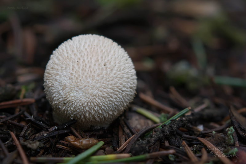 lycoperdon-06.jpg