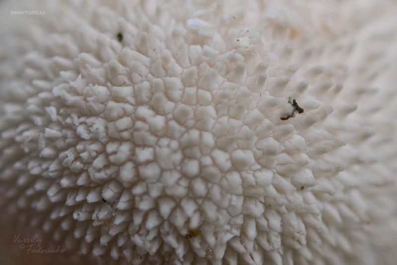 lycoperdon-07.jpg