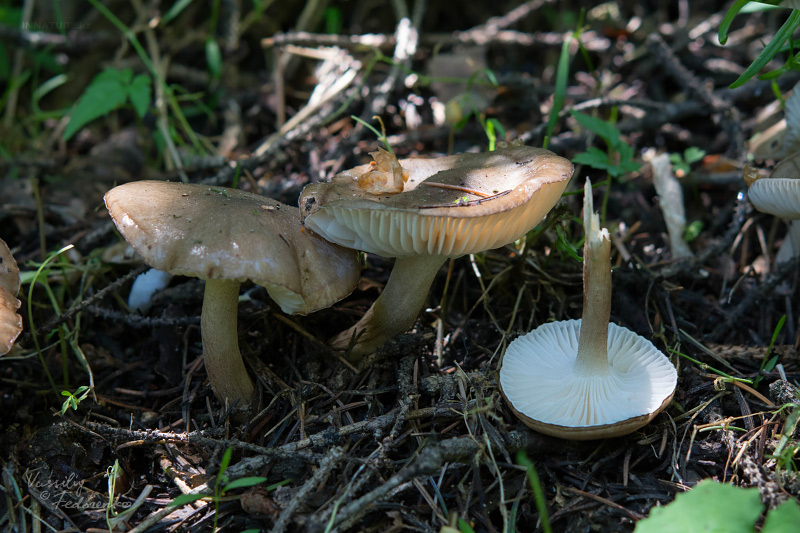megacollybia-platyphylla-01.jpg
