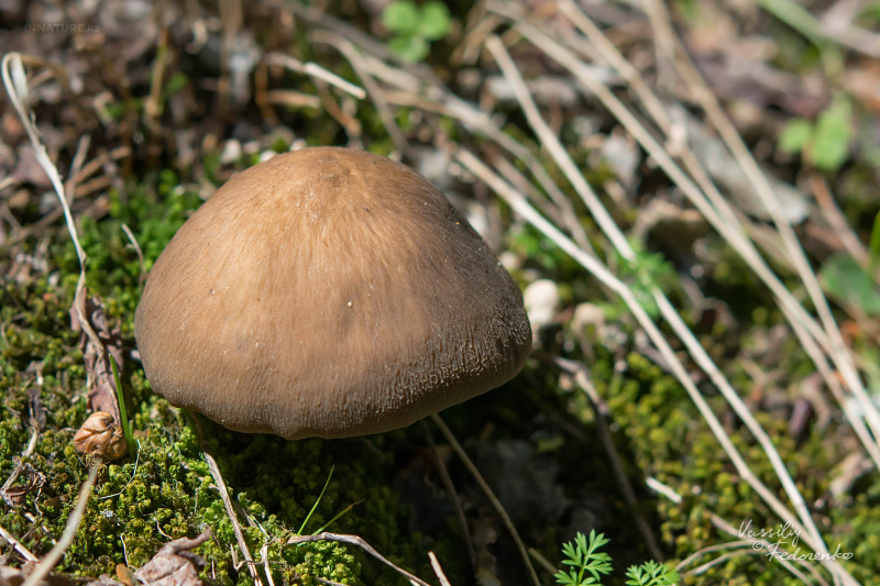 megacollybia-platyphylla-03.jpg