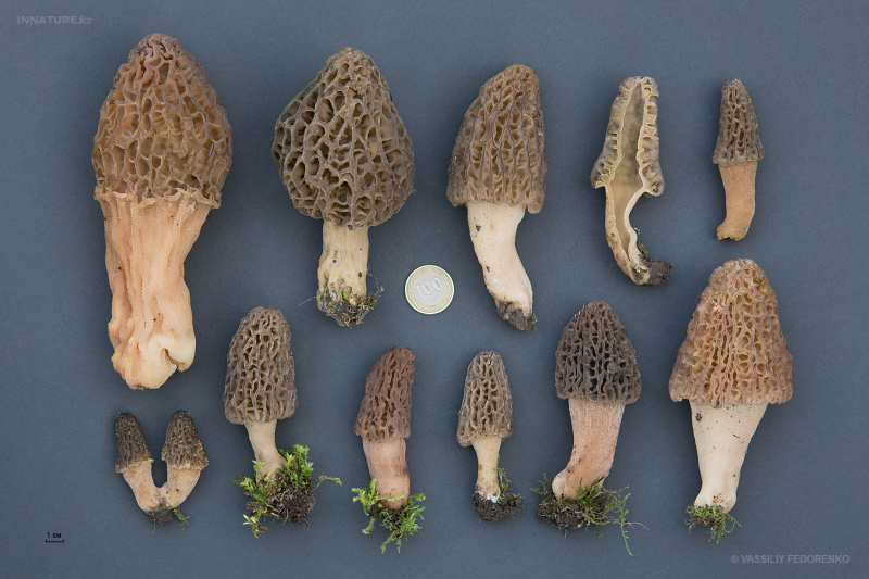 morchella-01_1.jpg