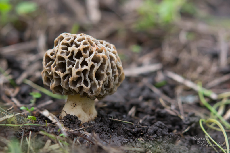 morchella-02_1.jpg