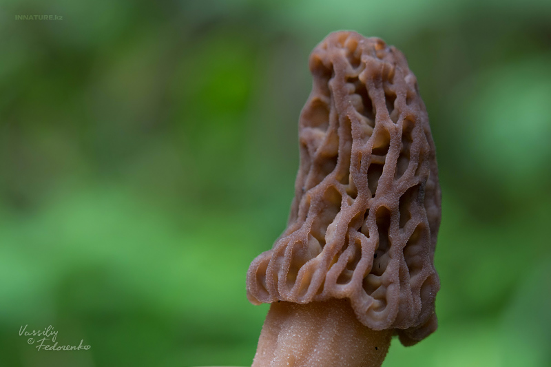 morchella-07.jpg