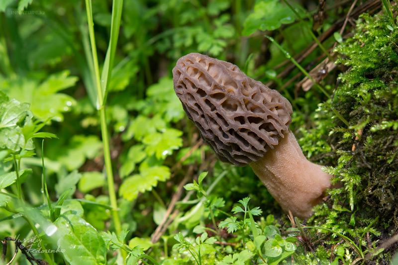 morchella-10.jpg
