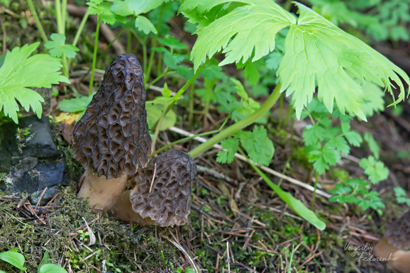 morchella-12.jpg