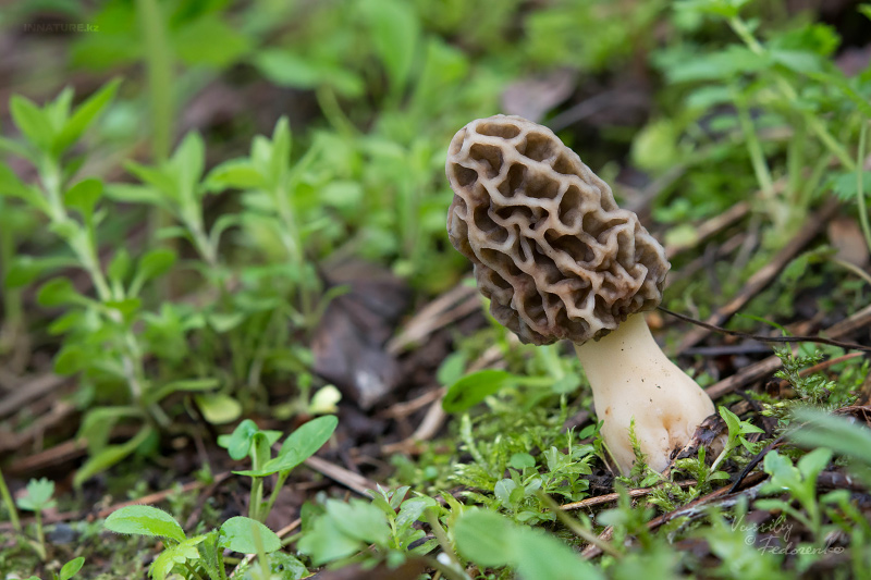 morchella-14.jpg