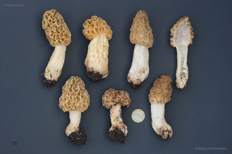 morchella-16.jpg