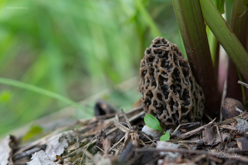 morchella-esculenta-03.jpg