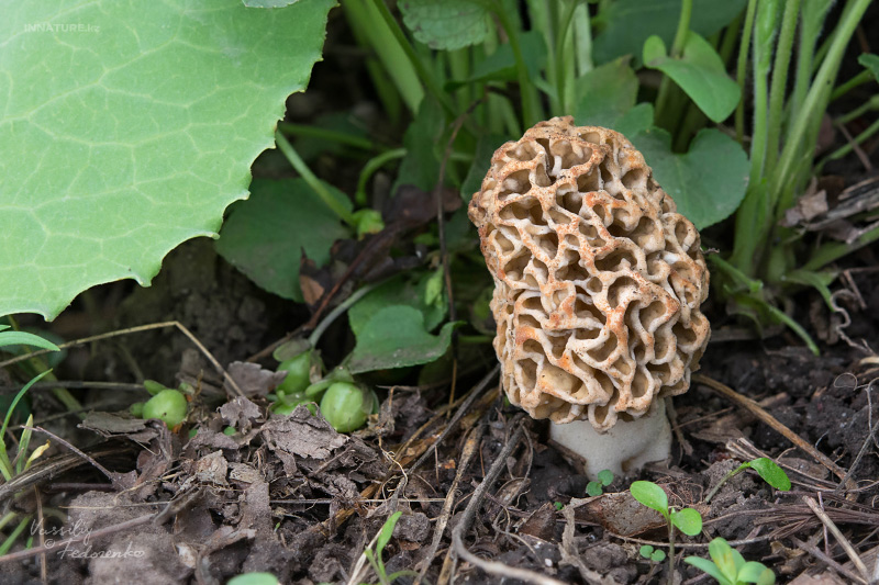 morchella-esculenta-04.jpg