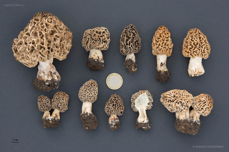 morchella-esculenta-05.jpg