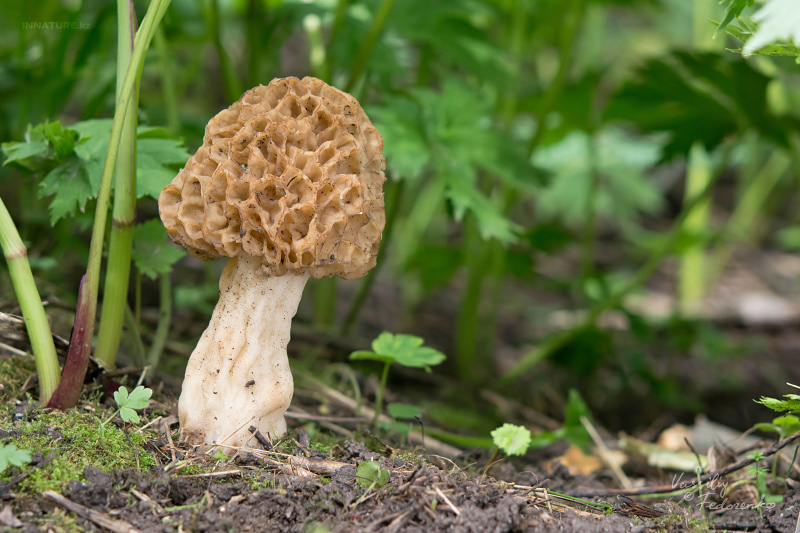 morchella-esculenta-3.jpg