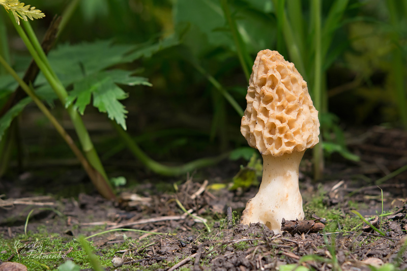 morchella-esculenta-4.jpg