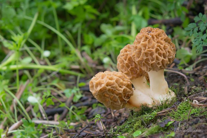 morchella-esculenta-5.jpg