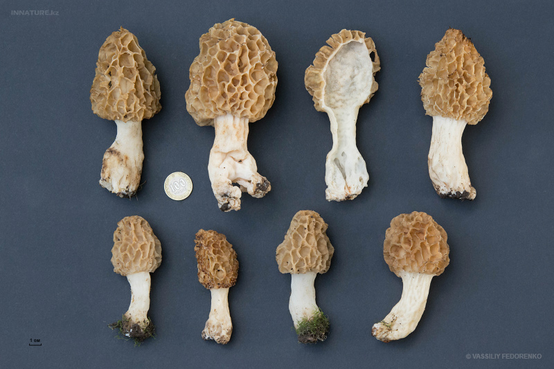 morchella-esculenta-6.jpg