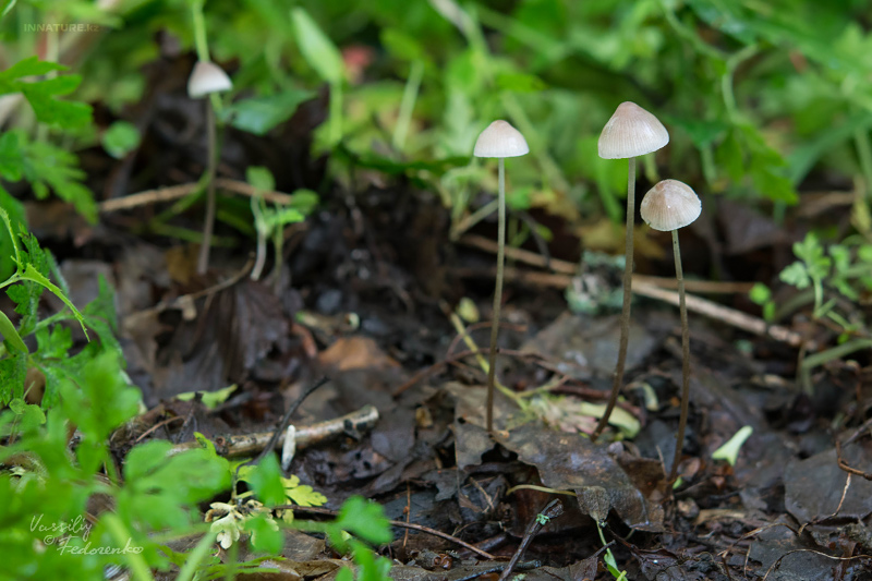 mycena-01.jpg