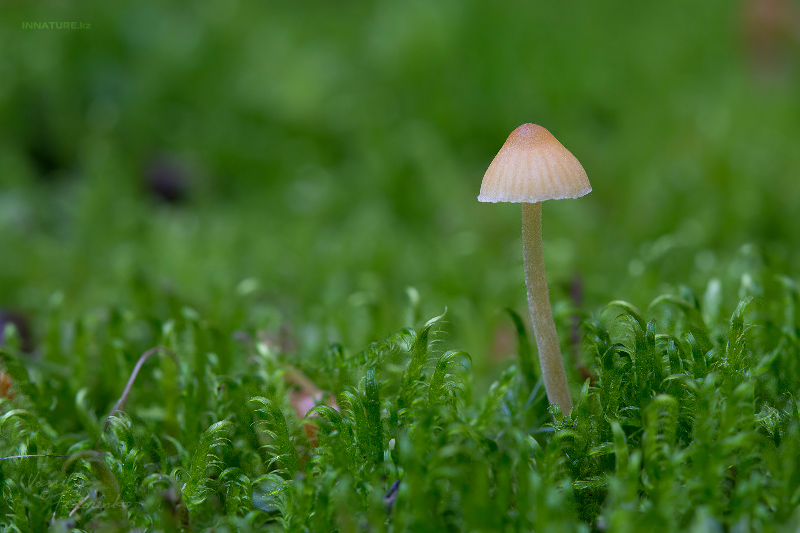 mycena-01_2.jpg