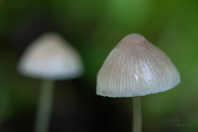 mycena-02.jpg