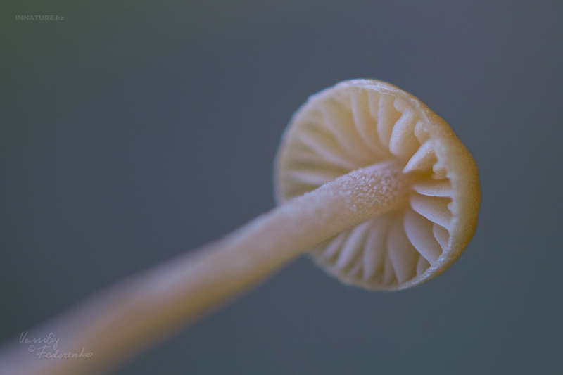 mycena-02_2.jpg