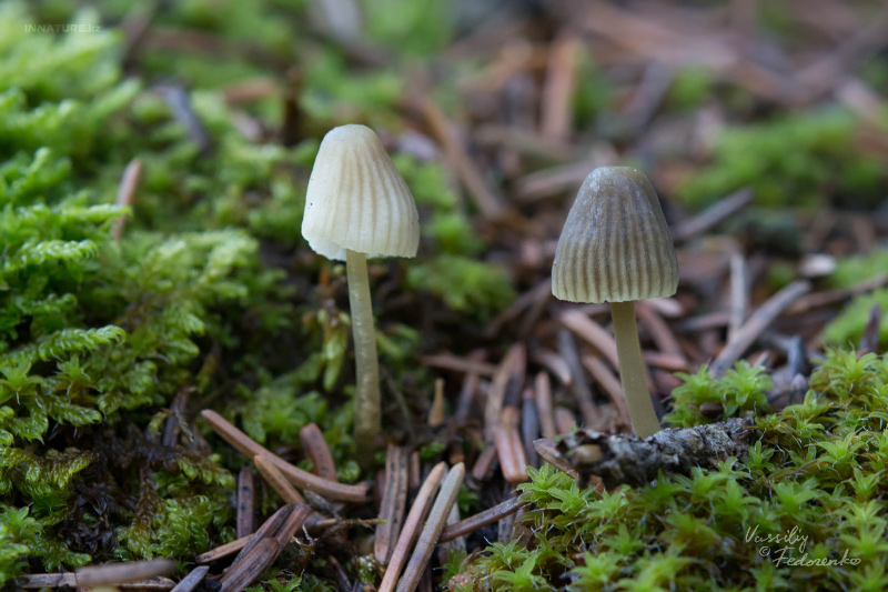 mycena-02_3.jpg