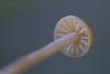 mycena-02_t1_2.jpg