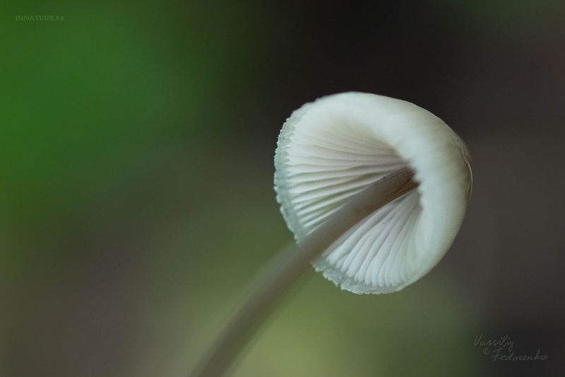 mycena-03.jpg