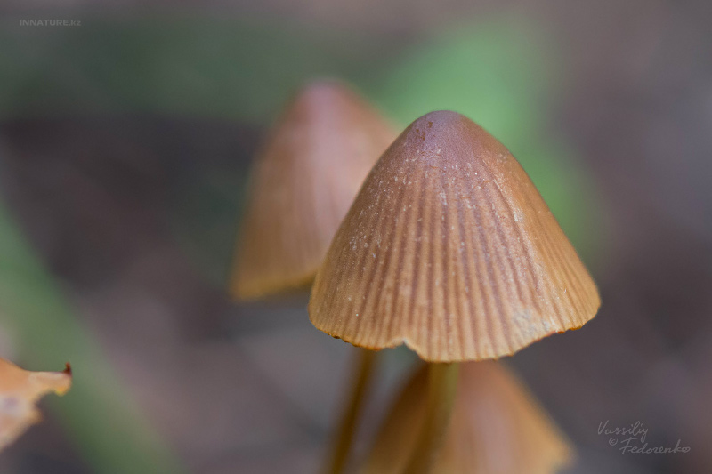 mycena-04_1.jpg
