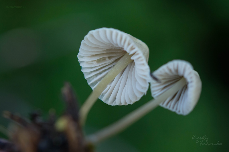 mycena-04_2.jpg