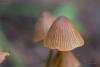 mycena-04_t1_1.jpg