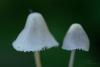 mycena-05_t1_1.jpg