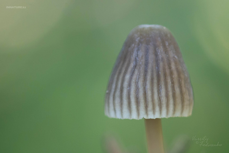 mycena-06.jpg