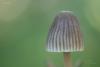 mycena-06_t1.jpg