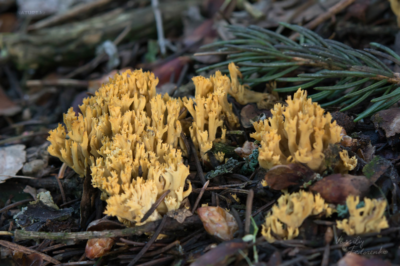 ramaria-01.jpg