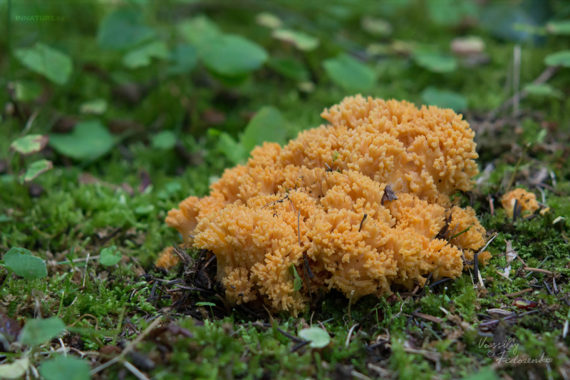 ramaria-01_2.jpg