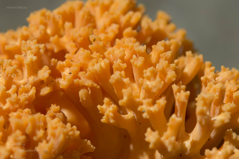 ramaria-01_3.jpg