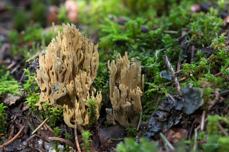 ramaria-01_4.jpg