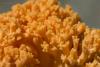 ramaria-01_t1_3.jpg