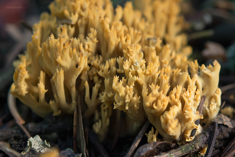 ramaria-02.jpg