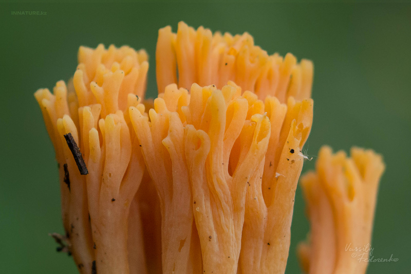 ramaria-02_2.jpg