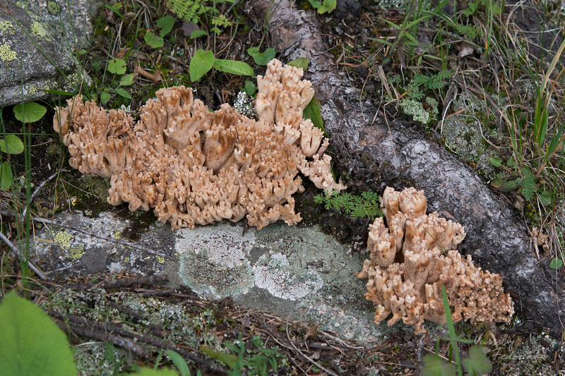 ramaria-02_4.jpg
