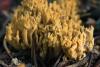 ramaria-02_t1.jpg