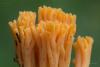 ramaria-02_t1_2.jpg