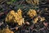 ramaria-03_t1.jpg