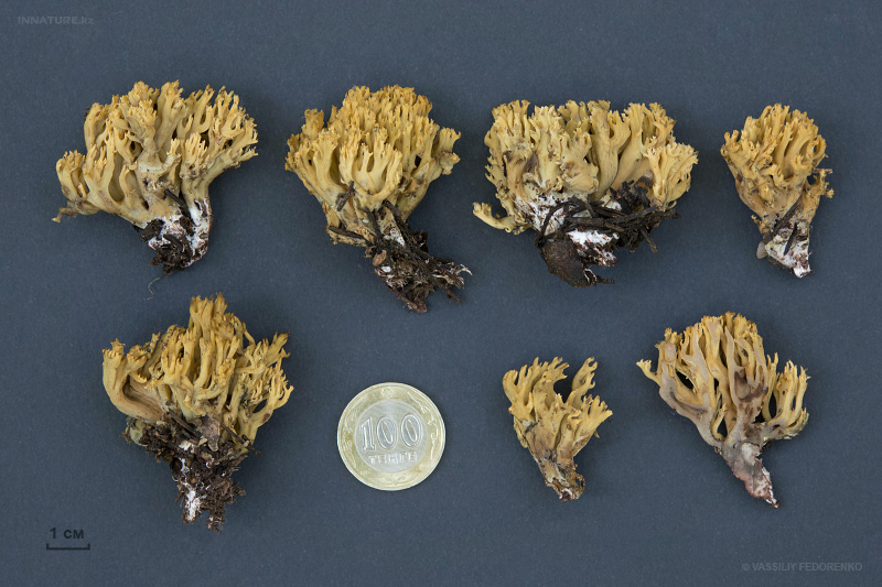 ramaria-04.jpg