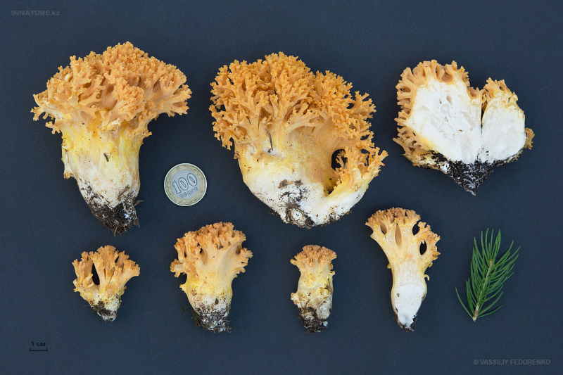 ramaria-aurea-01.jpg