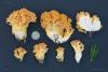 ramaria-aurea-01_t1.jpg