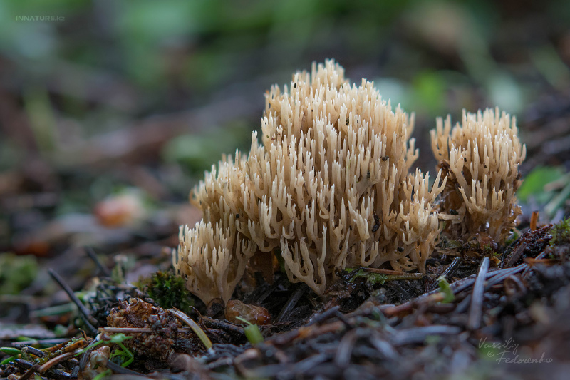 ramaria_03.jpg