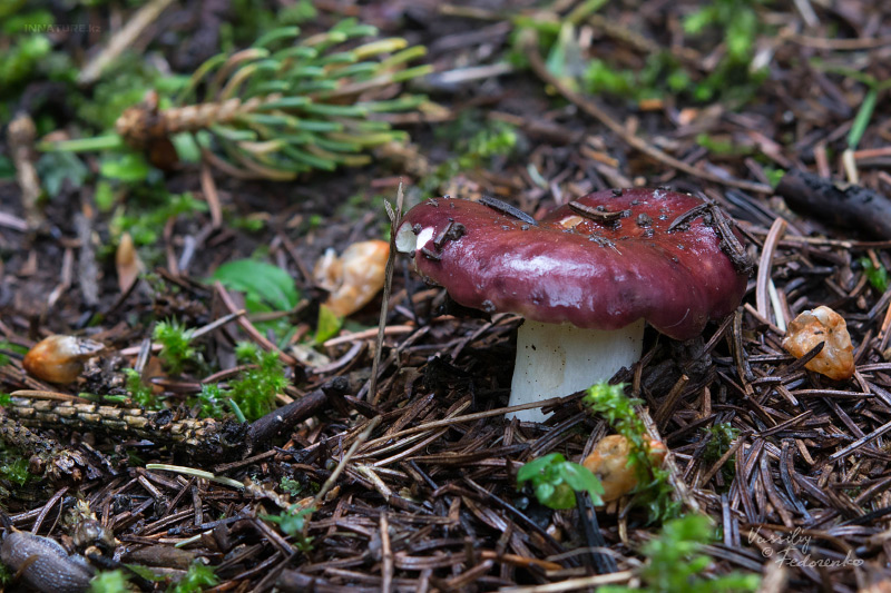 russula-01.jpg